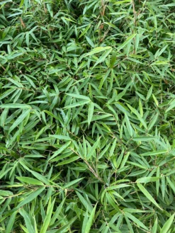 Fargesia Nitida Bamboo