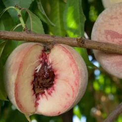 Indian Free Peach
