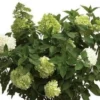 Limelight® Hydrangea