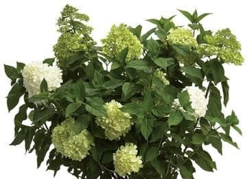 Limelight® Hydrangea
