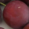 Monsieur Hatif European Plum