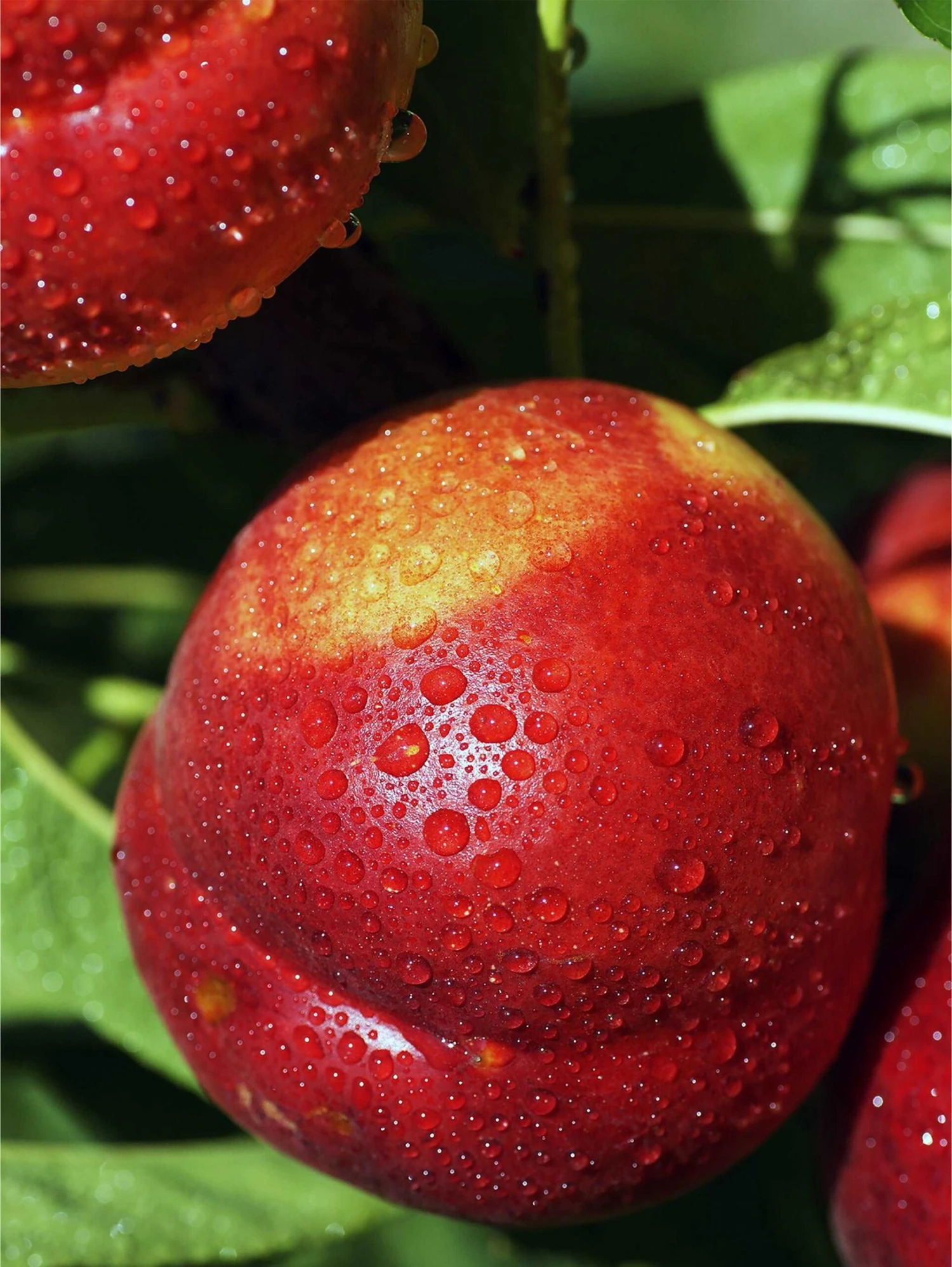 Flavortop Nectarine - Image 2