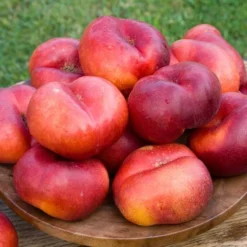 Sauzee King White Nectarine
