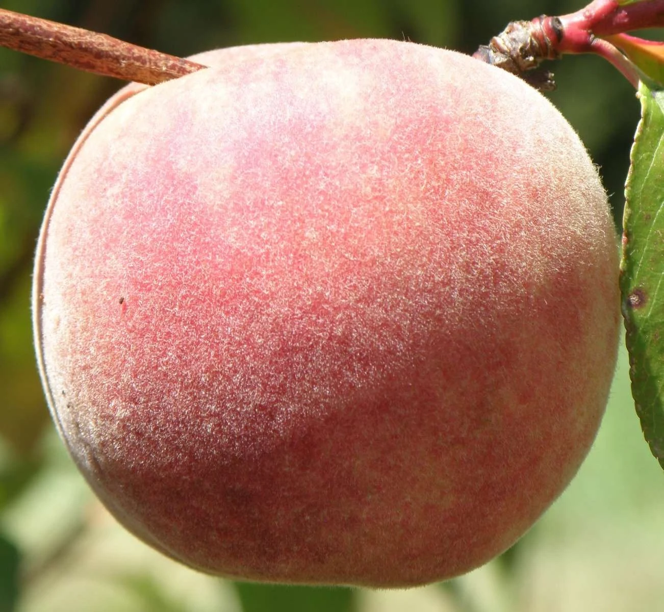 Salish Summer Peach