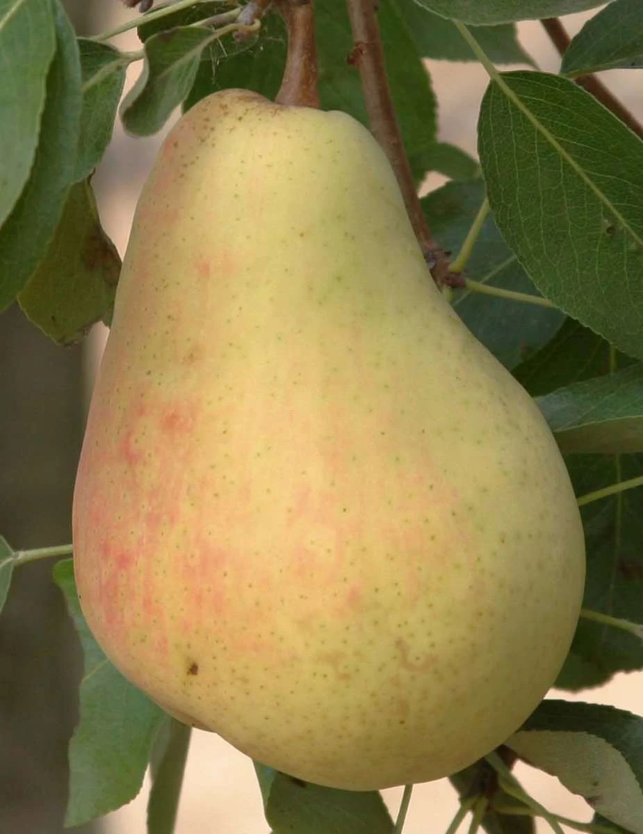 Butirra Precoce Morettini European Pear