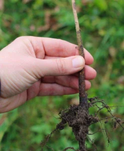 Marianna 2624 Rootstock