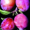Rosy Gage™ European Plum