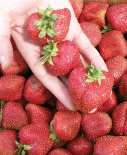 Seascape Strawberry Bundle (3 Packs)