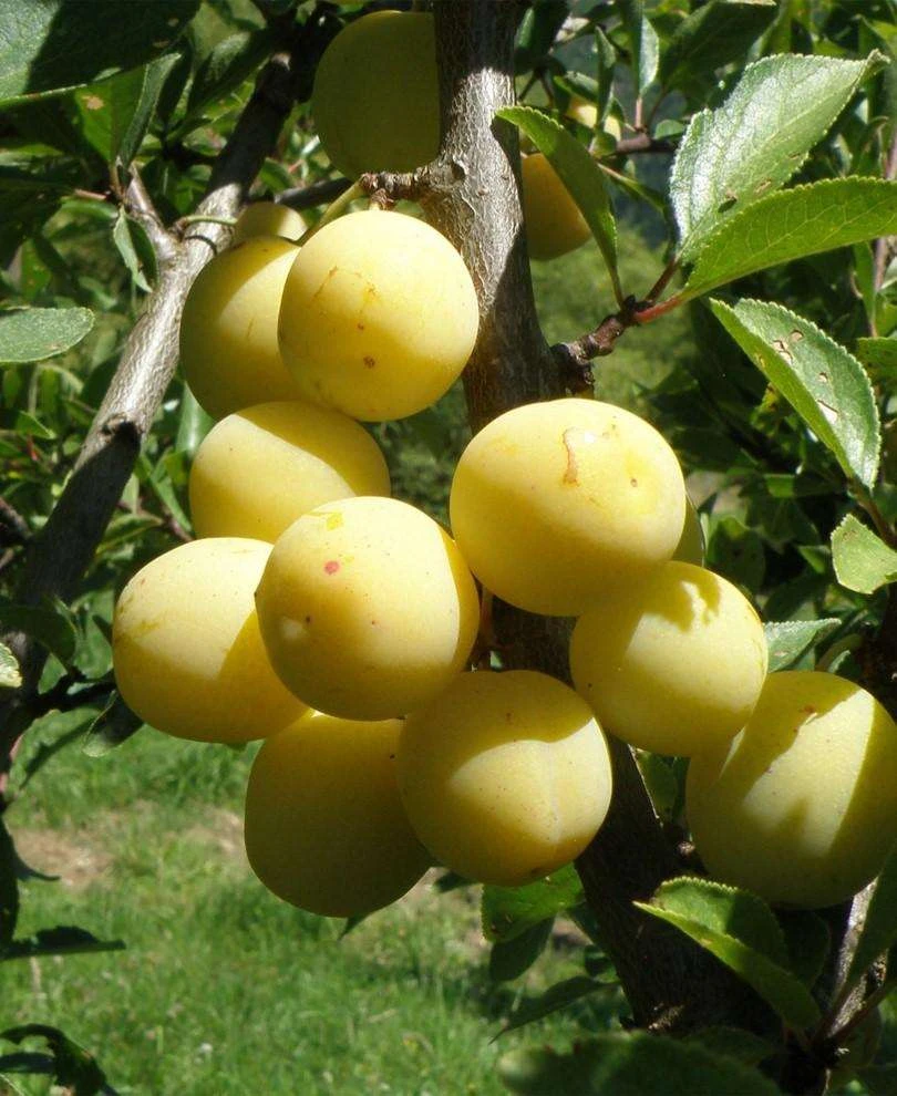 Parfume De September European Plum