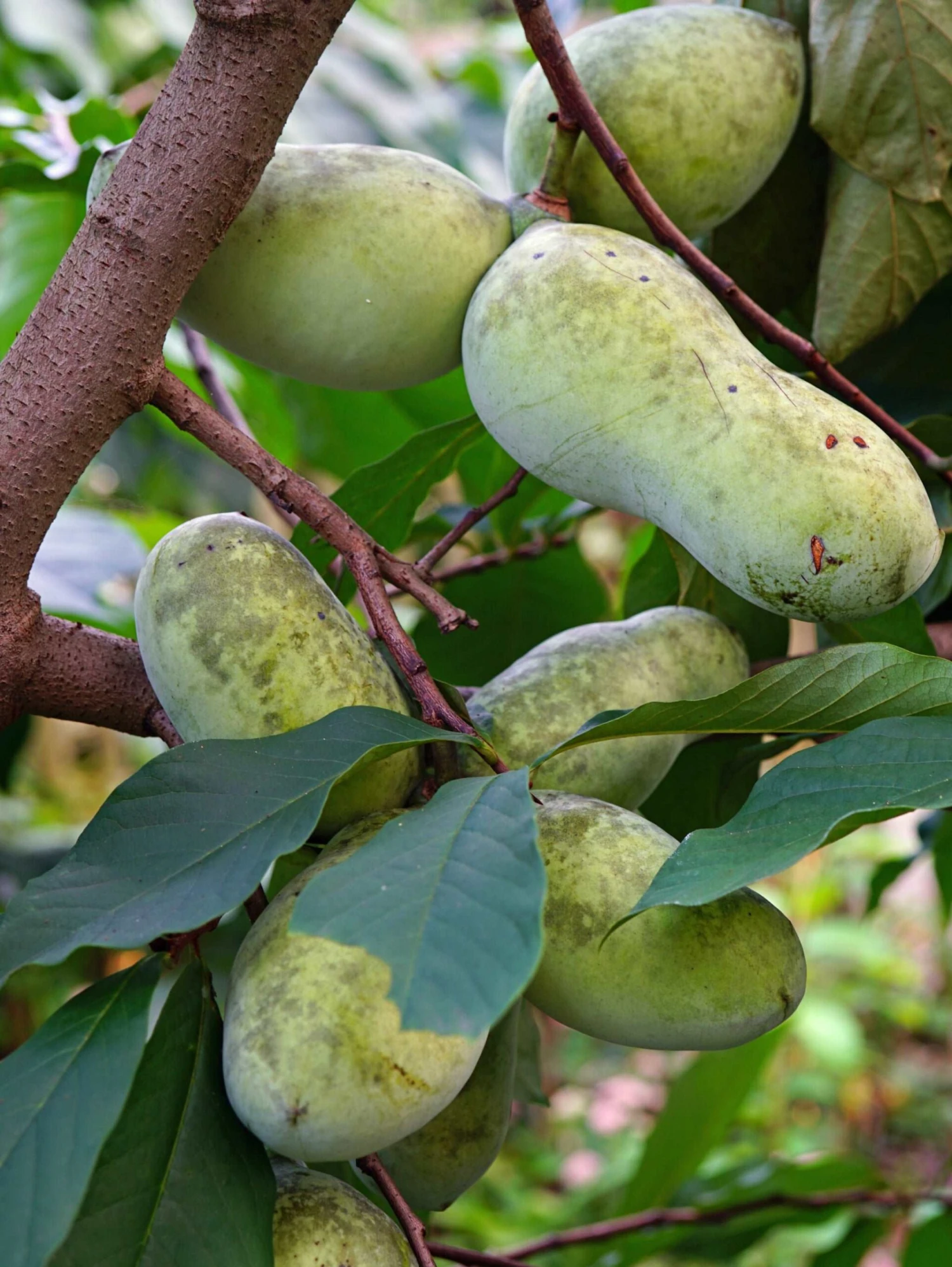 Mango Paw Paw - Image 2