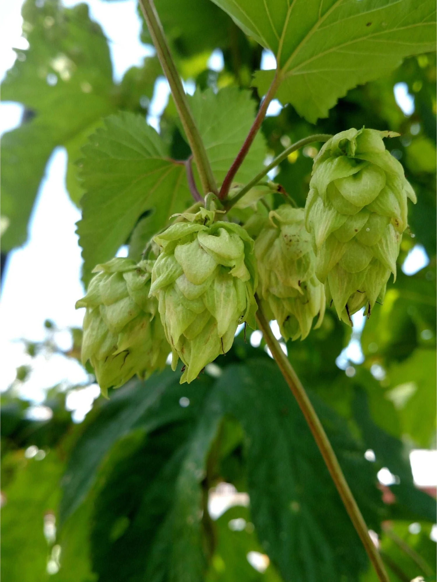 Centennial Hops