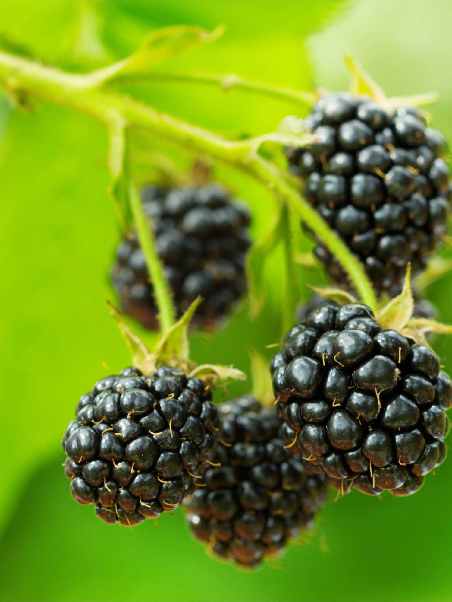 Cascade Trailing Blackberry