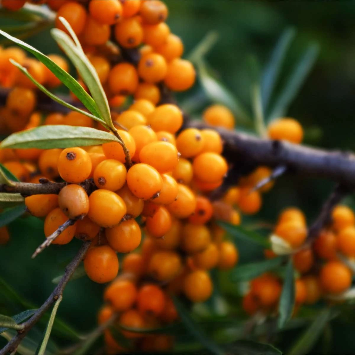 Askolaâ„¢ Seaberry Female