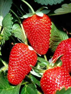 San Andreas Strawberry