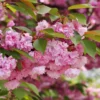 Kwanzan Flowering Cherry