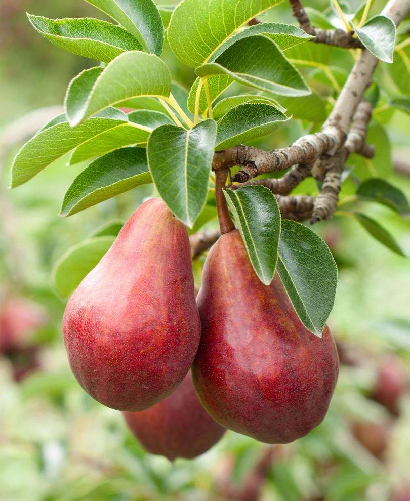 Red Clapps European Pear