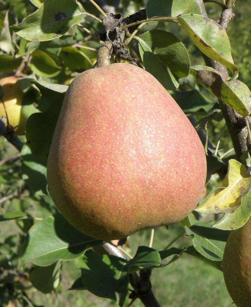 Suij European Pear