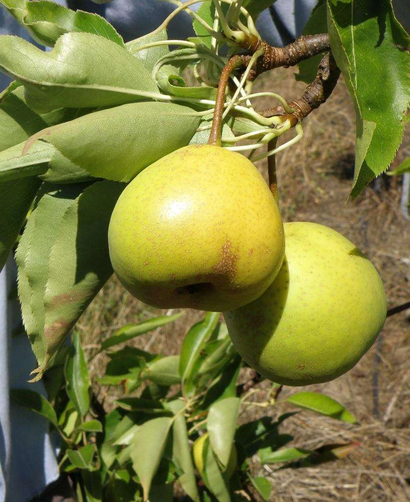 Awesome Asian Pear Bundle No. 2