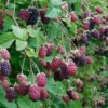 Marionberry