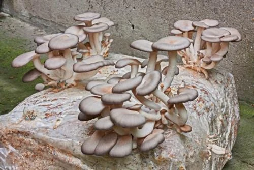 Oyster Mushroom Kit