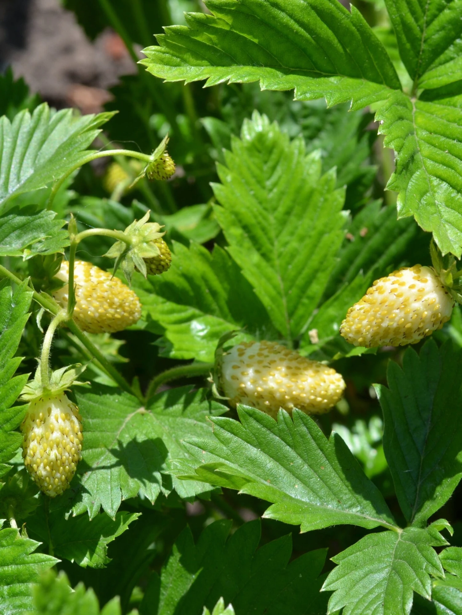 White Alpine Strawberry - Image 2
