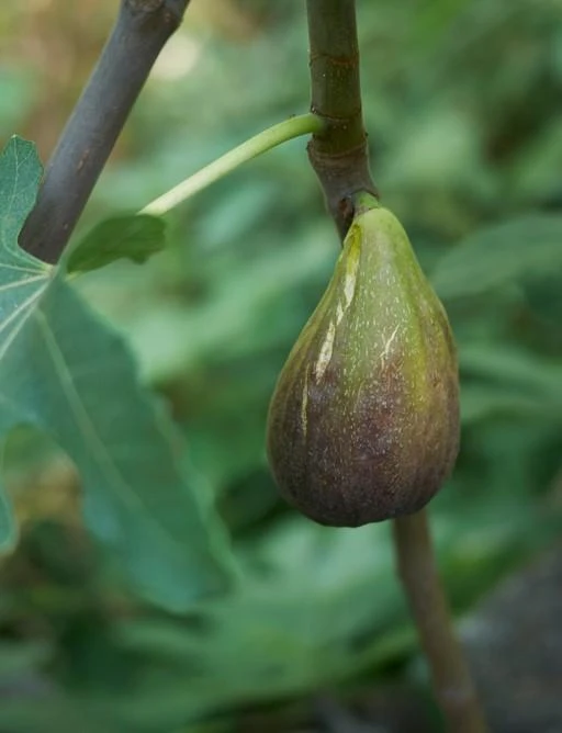Raintree Brunswick Fig