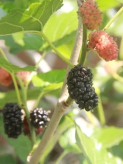 Kokuso Korean Mulberry