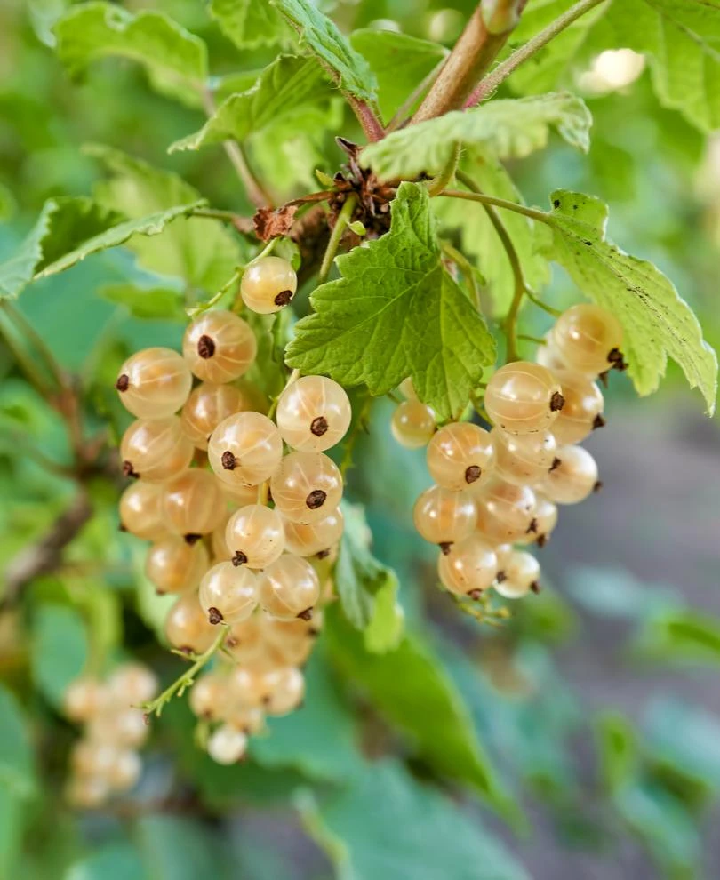 Blanca White Currant