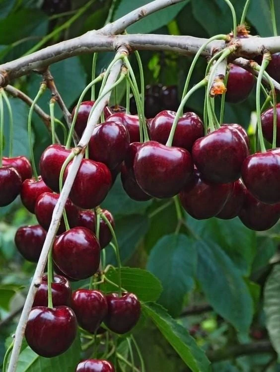 Tehranivee Cherry