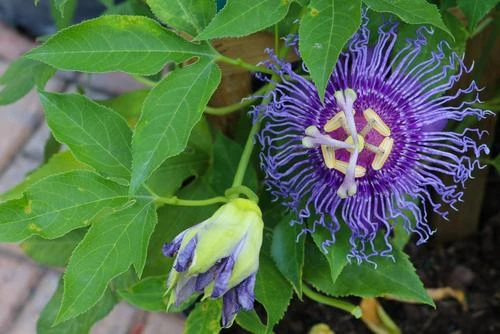 Passiflora Maypop