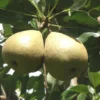 Barnett European Perry Pear