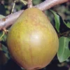 Warren European Pear