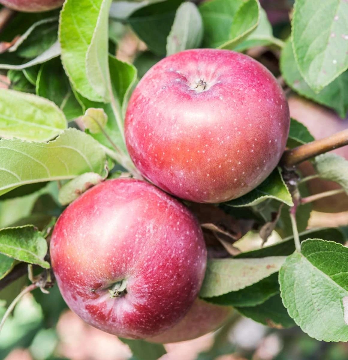 Spartan Apple - Image 2