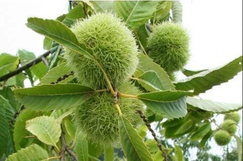 Szego Grafted Chestnut