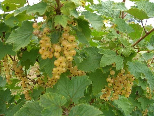 White Imperial White Currant